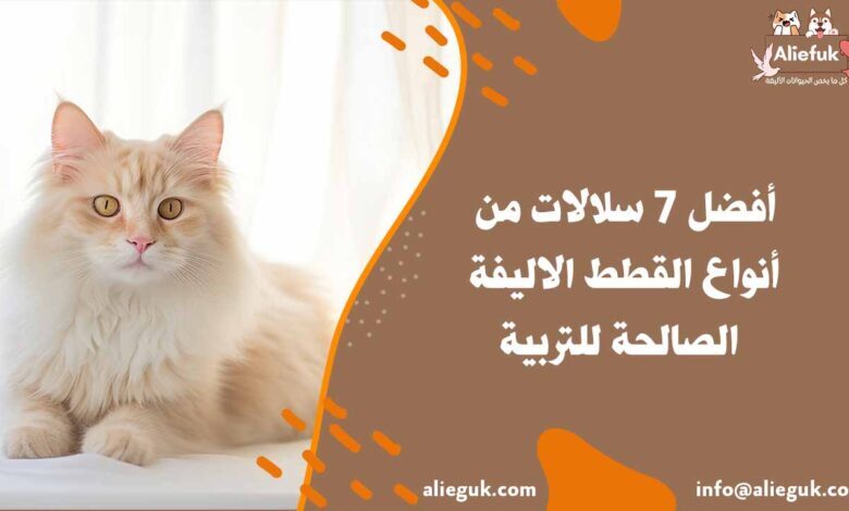 أنواع القطط الاليفة