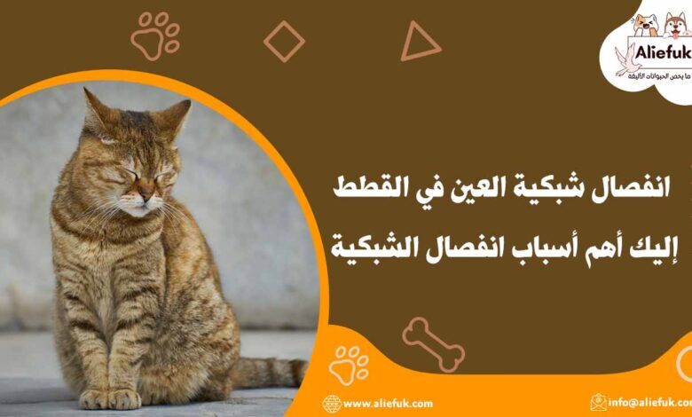انفصال شبكية العين في القطط إليك أهم أسباب انفصال الشبكية - موقع أليفك علاج انفصال شبكية العين في القطط