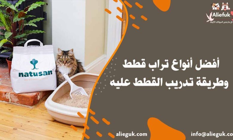 أنواع تراب قطط