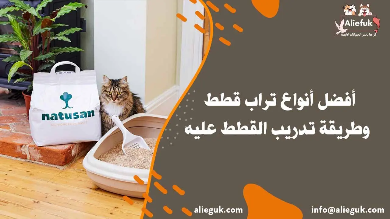 افضل تراب للقطط