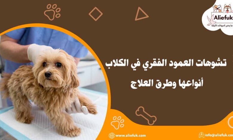 علاج تشوهات العمود الفقري في الكلاب