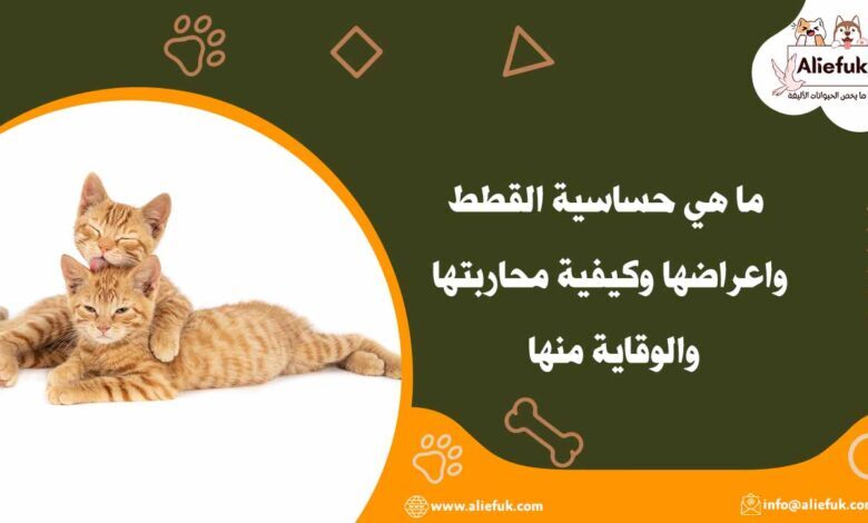 أسباب حساسية القطط