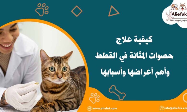 علاج حصوات المثانة في القطط