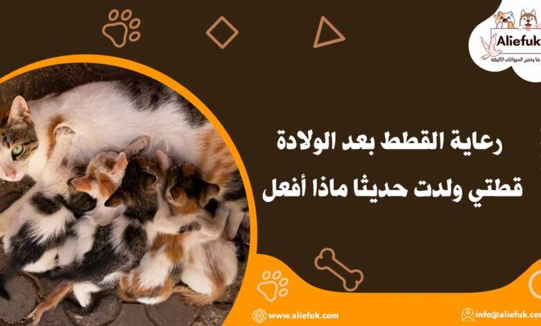 كيفية رعاية القطط بعد الولادة