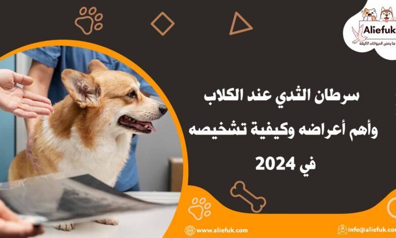 علاج سرطان الثدي عند الكلاب