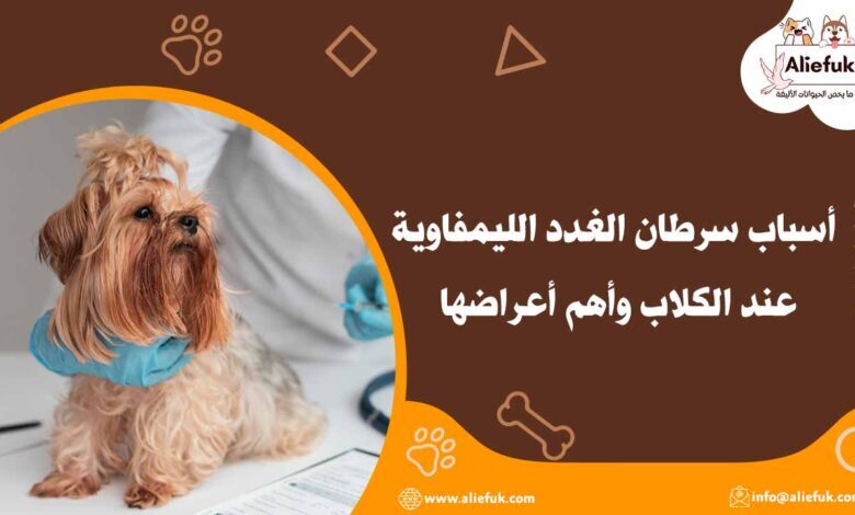 علاج سرطان الغدد الليمفاوية عند الكلاب