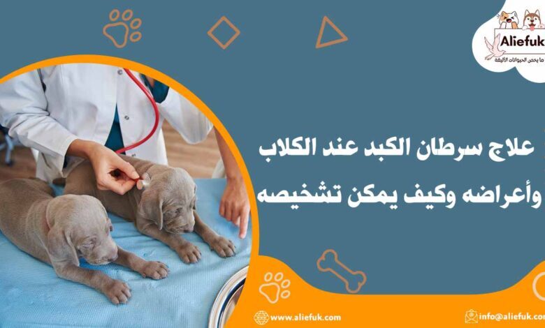 علاج سرطان الكبد عند الكلاب وأعراضه وكيف يمكن تشخيصه - موقع أليفك علاج سرطان الكبد عند الكلاب