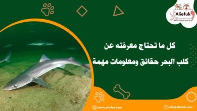 تربية كلب البحر