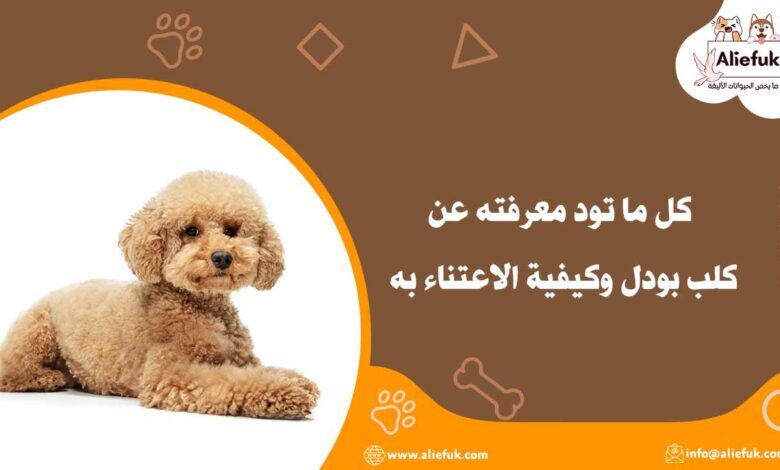 كلب بودل ما هو