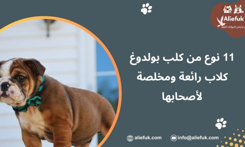أنواع كلب بولدوغ