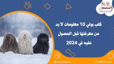 سعر كلب بولي