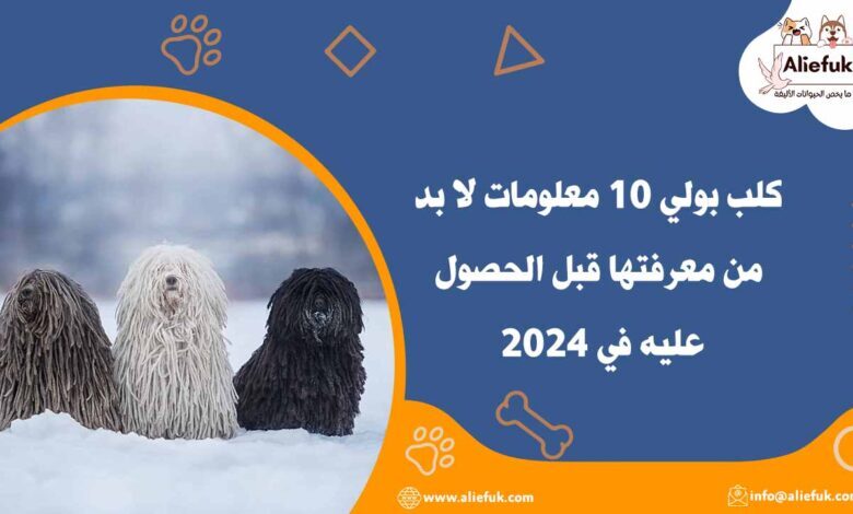 سعر كلب بولي