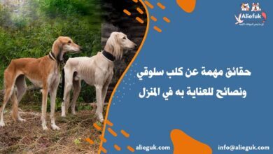 معلومات عن كلب سلوقي