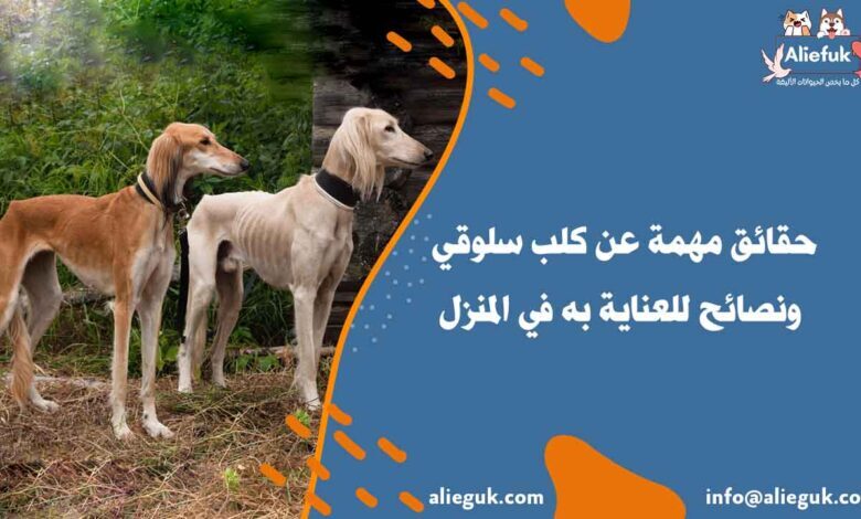 معلومات عن كلب سلوقي