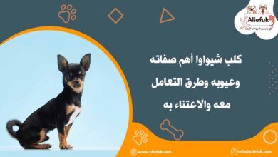 مميزات كلب شيواوا