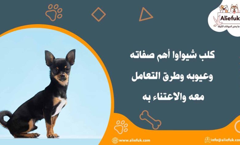 مميزات كلب شيواوا