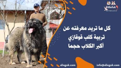 سعر كلب قوقازي