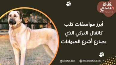 مميزات كلب كانغال التركي