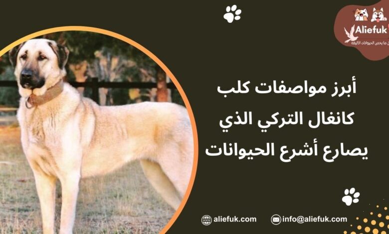مميزات كلب كانغال التركي