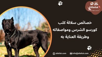 مميزات كلب كورسو