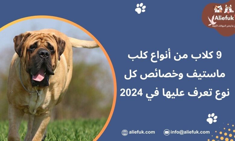 أنواع كلب ماستيف الإيطالي