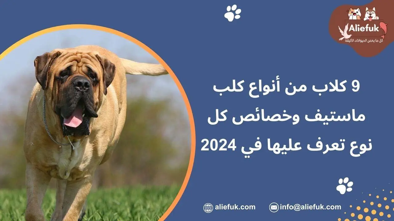 أنواع كلب ماستيف الإيطالي