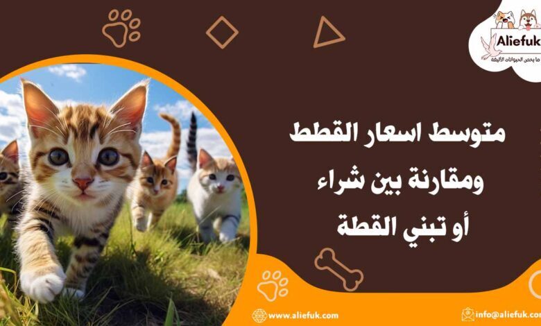 تعرف على متوسط اسعار القطط