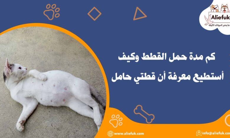 كم مدة حمل القطط