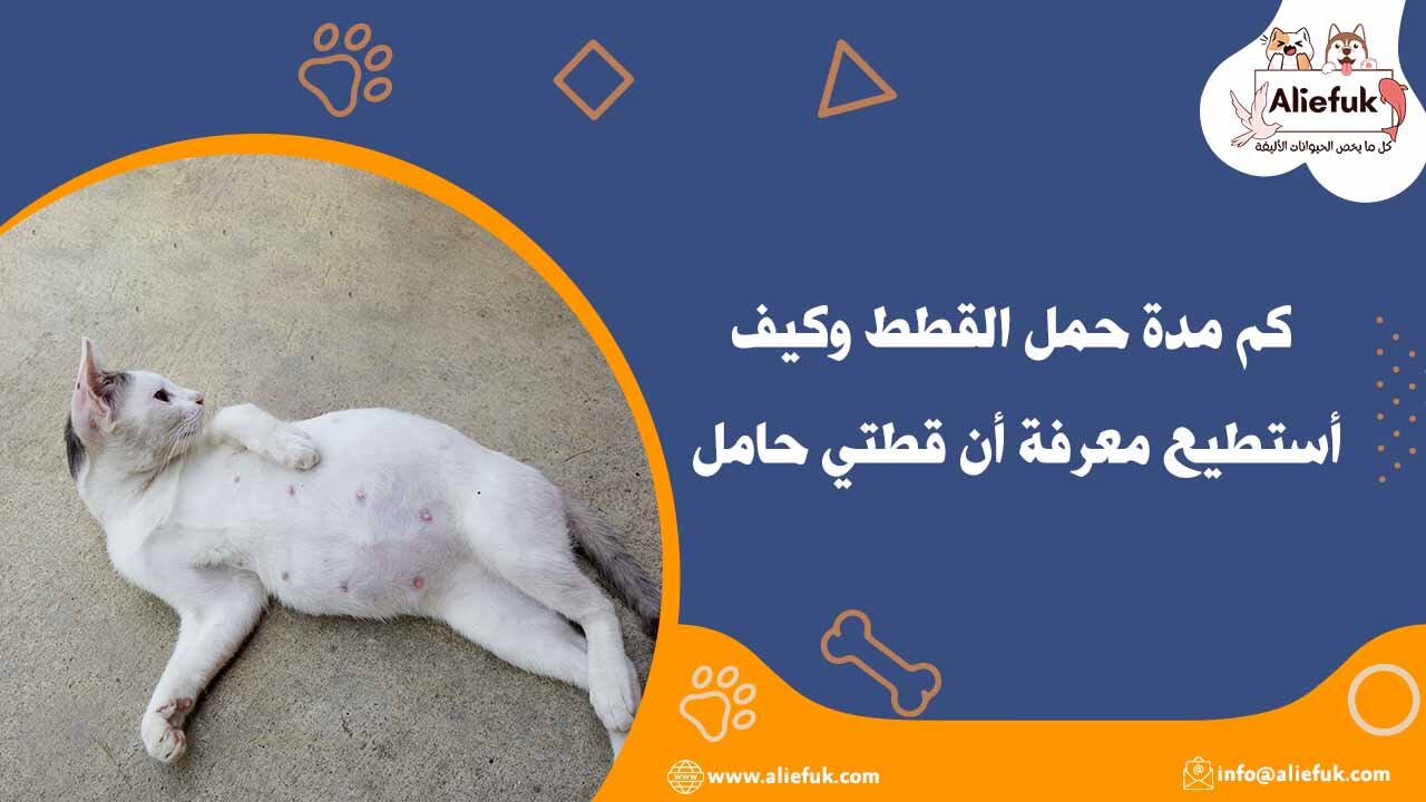 ثعلبة القطط