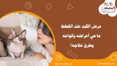 علاج مرض الكبد عند القطط