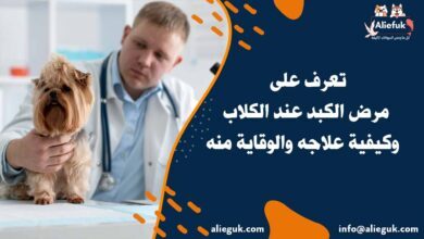 علاج مرض الكبد عند الكلاب