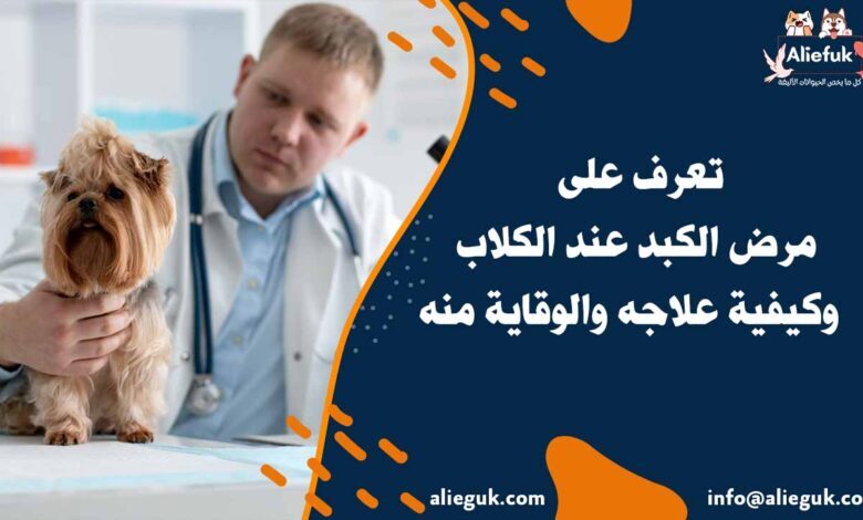 علاج مرض الكبد عند الكلاب