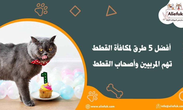 طرق مكافأة القطط