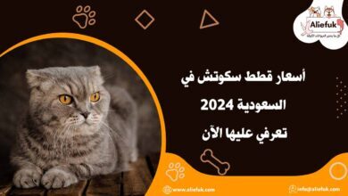 أسعار قطط سكوتش