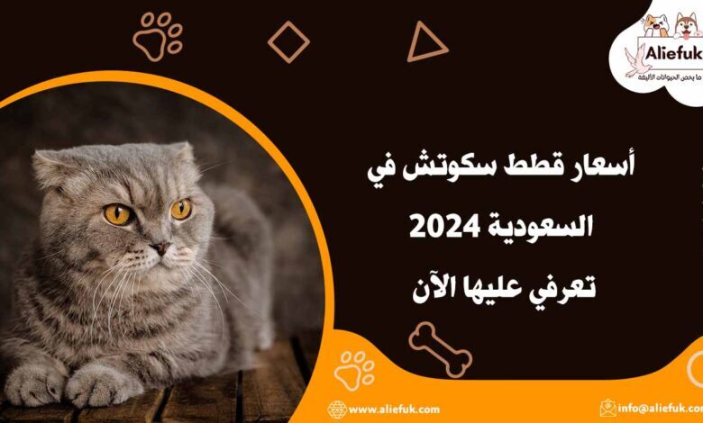 أسعار قطط سكوتش
