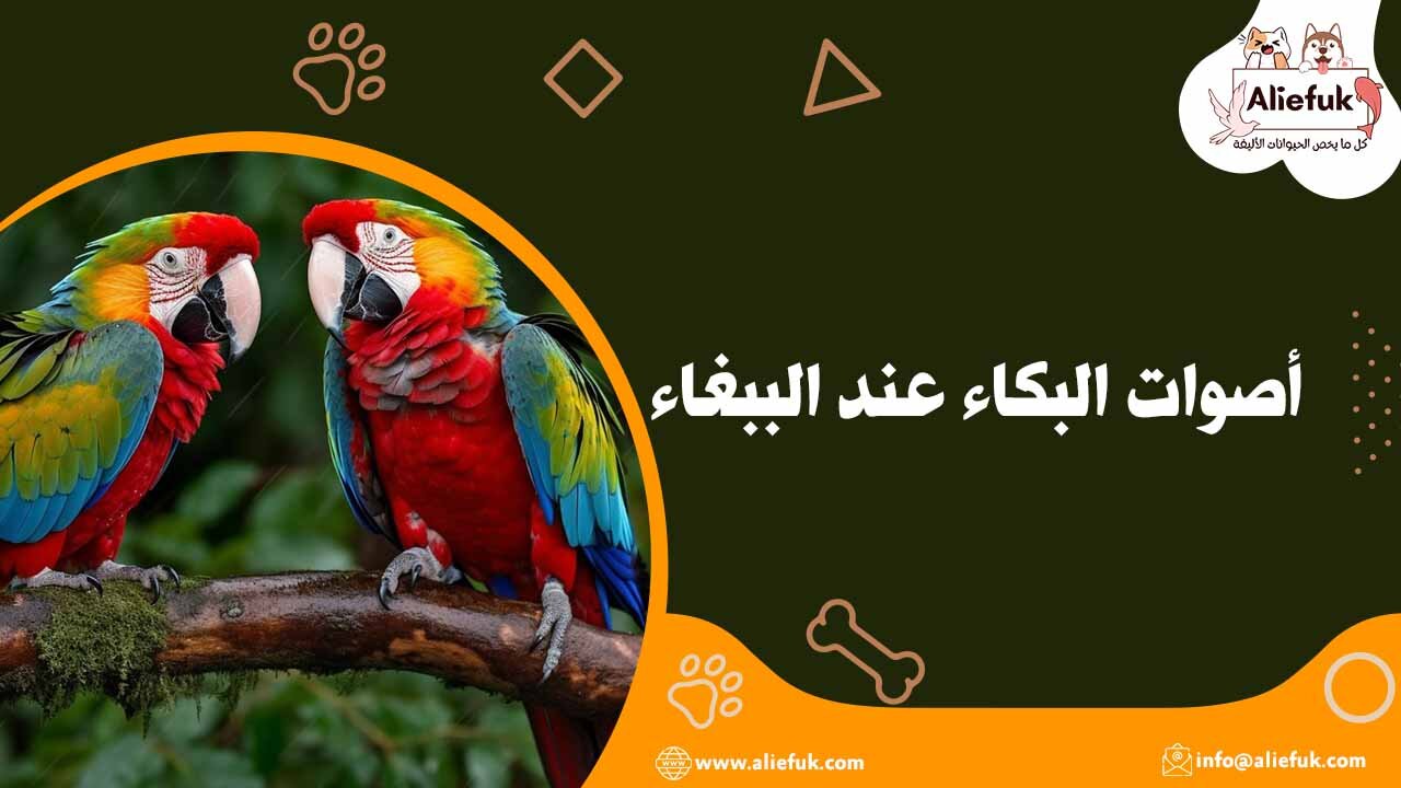 صوت الببغاء وأسباب تغيره وأفضل أنواع الببغاء الناطقة - موقع أليفك أصوات الببغاء