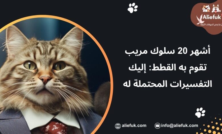 حركات القطط