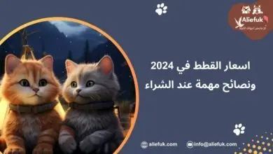 ما هي اسعار القطط في 2024