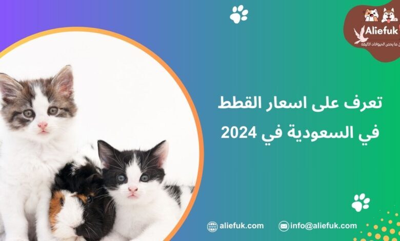 تعرف على اسعار القطط في السعودية
