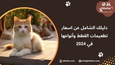 ما هي اسعار تطعيمات القطط