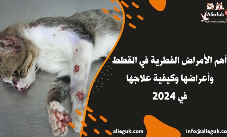 علاج الأمراض الفطرية في القطط