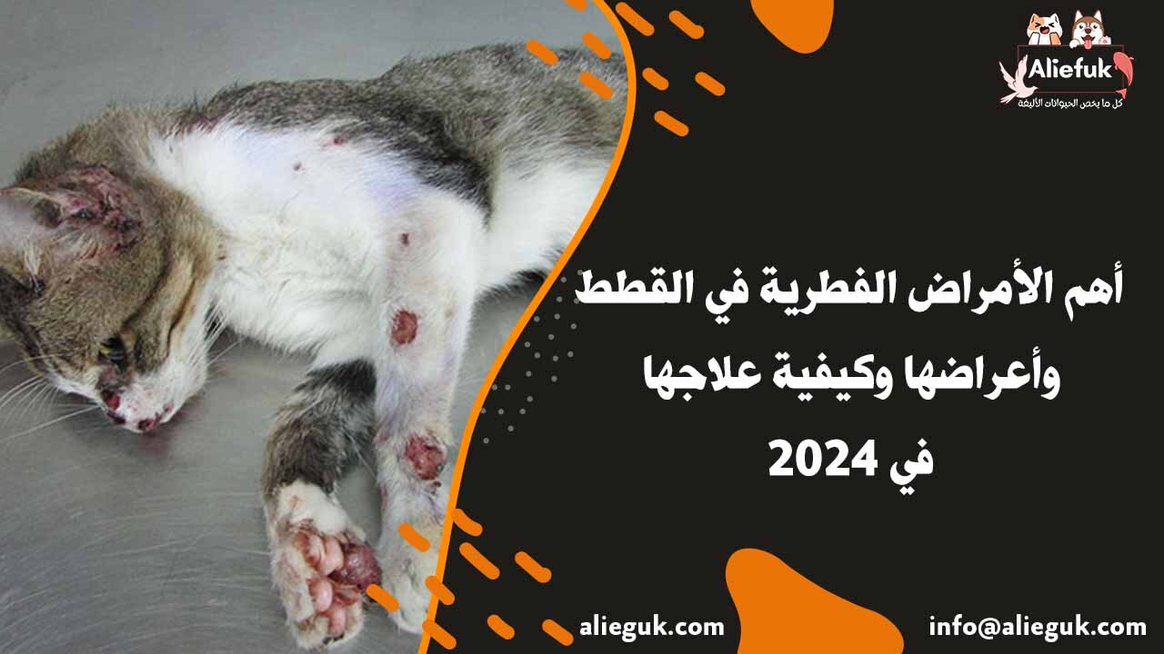 علاج الأمراض الفطرية في القطط