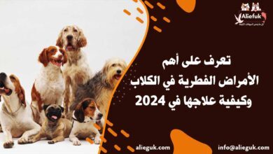 علاج الأمراض الفطرية في الكلاب