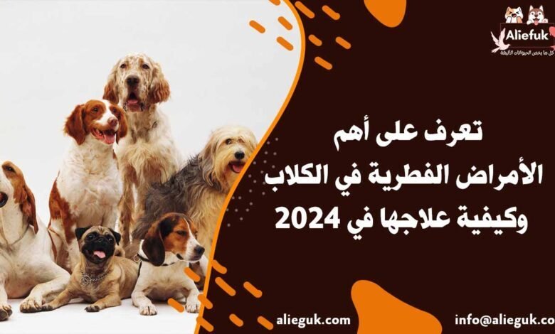 تعرف على أهم الأمراض الفطرية في الكلاب وكيفية علاجها في 2024 - موقع أليفك علاج الأمراض الفطرية في الكلاب