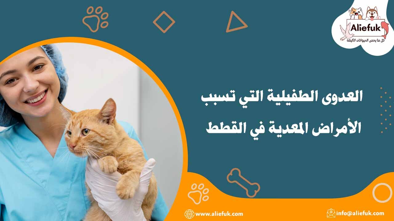 الأمراض المعدية عند القطط