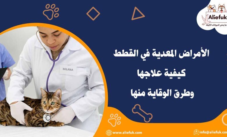 أنواع الأمراض المعدية في القطط