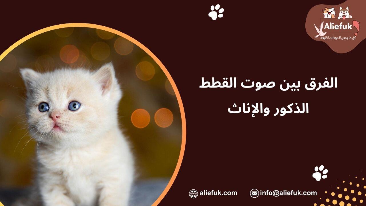 تغيير أصوات القطط