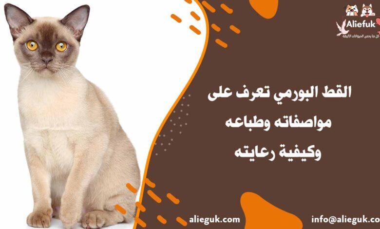 سعر القط البورمي