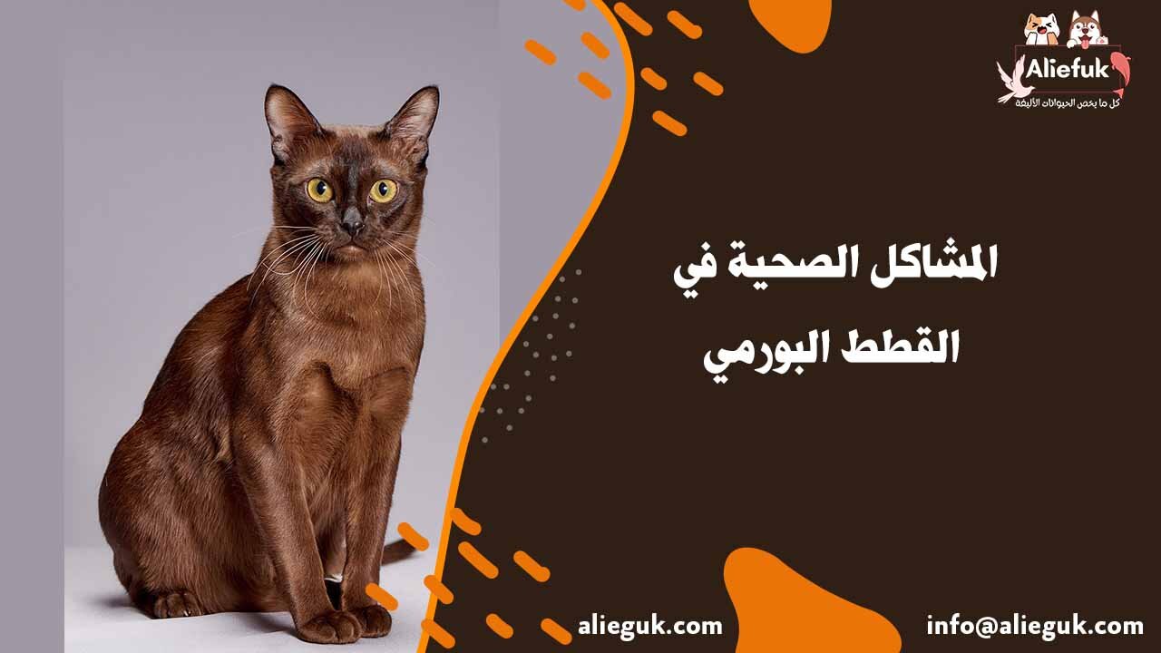 أمراض القطط البورمي