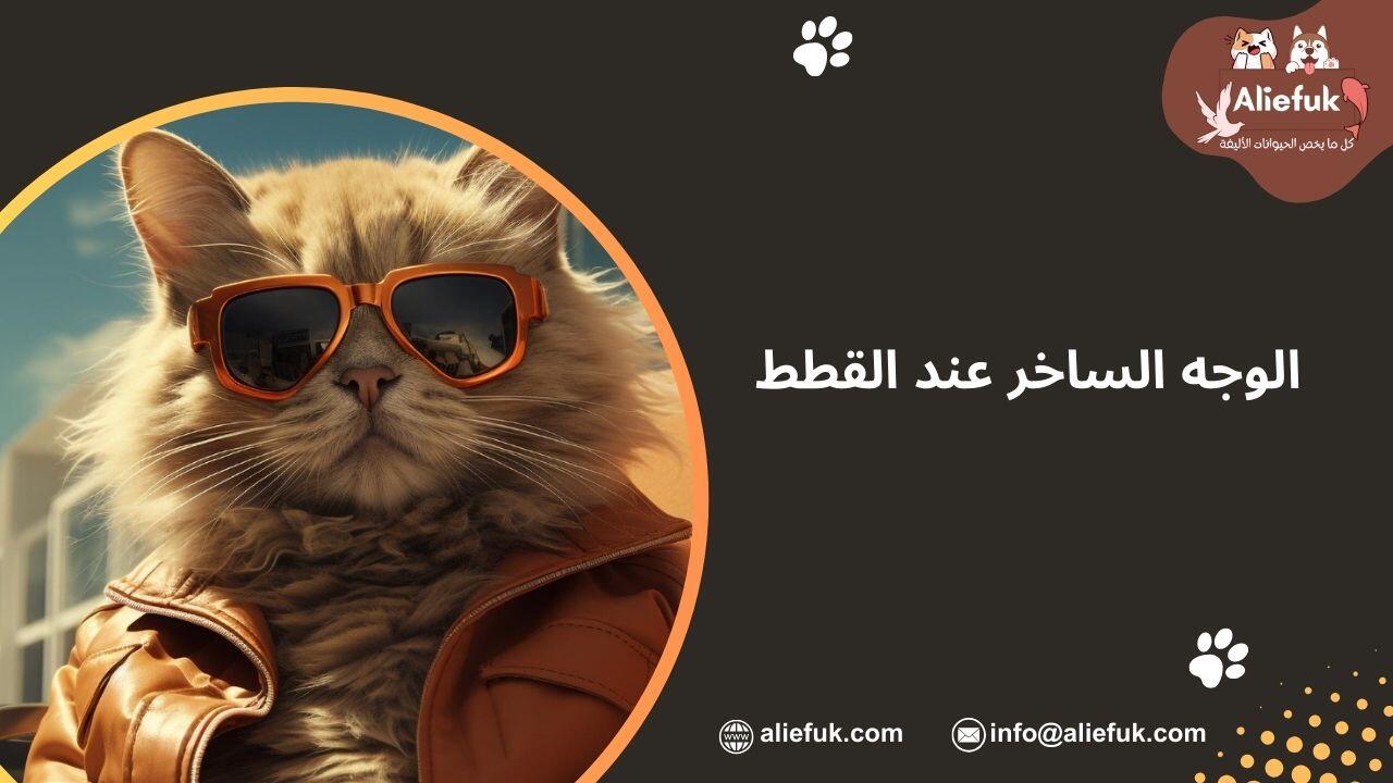 سلوكيات القطط